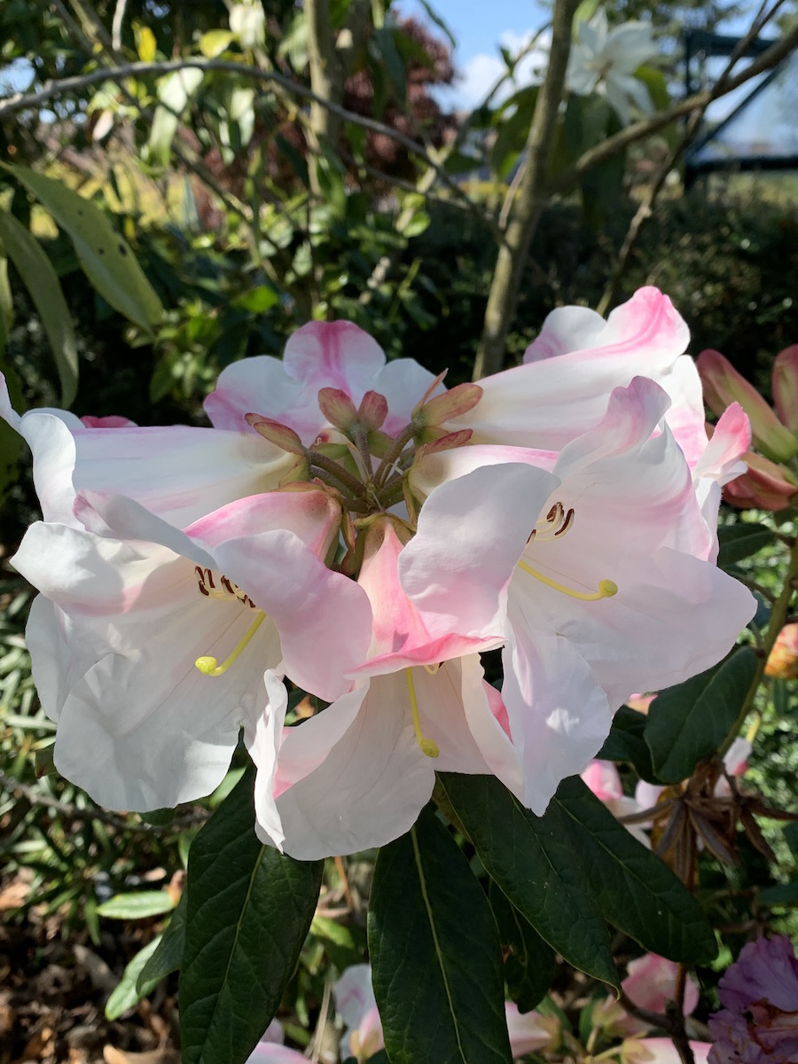 lindleyi Geordie Sherriff